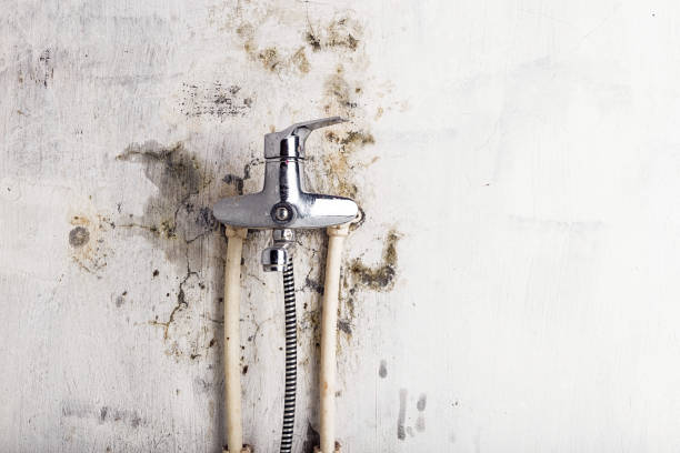Best Home Mold Removal  in , NJ