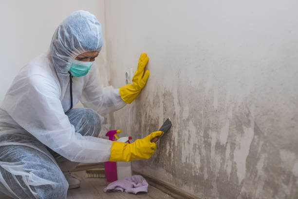 Best Mold Remediation  in , NJ