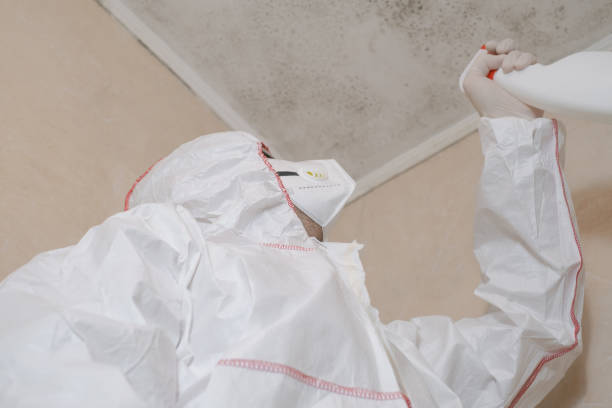 Best Black Mold Removal  in , NJ
