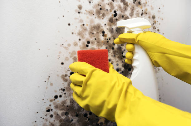 Best Mold Removal Process  in , NJ