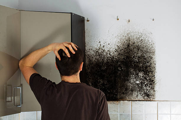 Best Local Mold Removal Service  in , NJ